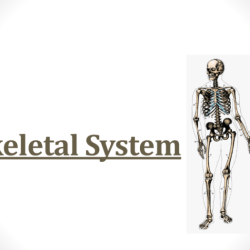 Lab 13 organization of the skeleton