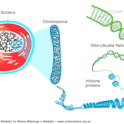 Chromosomes genes and dna worksheet