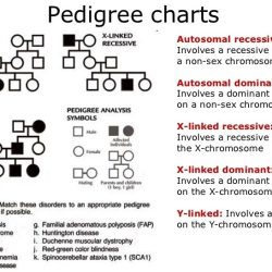 Hidaya's story pedigree answer key