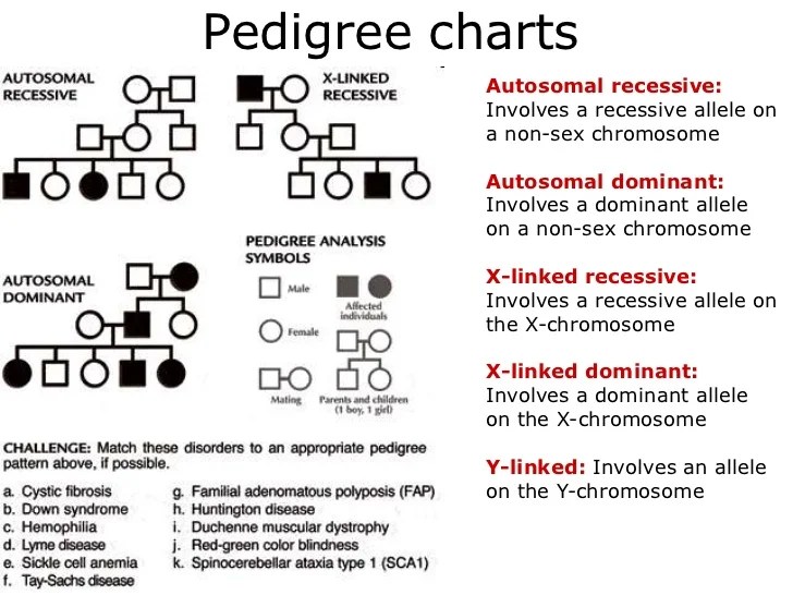 Hidaya's story pedigree answer key